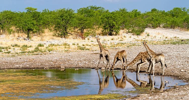 Three giraffes near a watering hole in a savanna landscape.