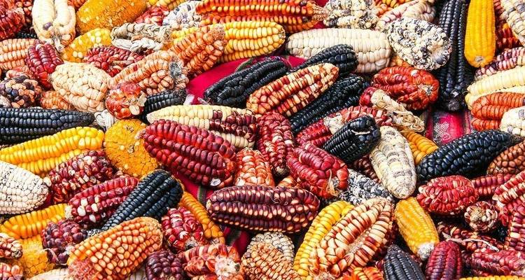 Vielfalt bunter Maiskolben