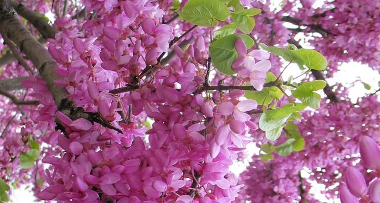 Un arbre qui fleurit avec des fleurs rose vif.