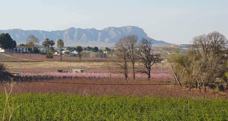 Eine ländliche Landschaft mit einer Mischung aus Feldern und blühenden Bäumen.