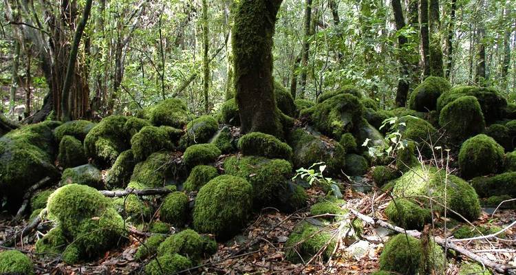Dense forest floor covered with vibrant green moss.