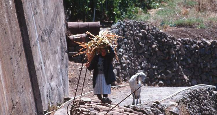 Person carrying a load on their head with a goat beside them.