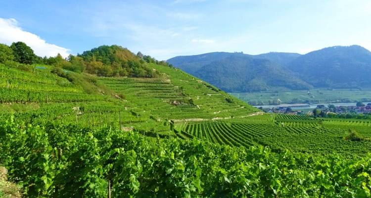 Terrassierte Weinberge an einem Hang mit Bergkulisse.