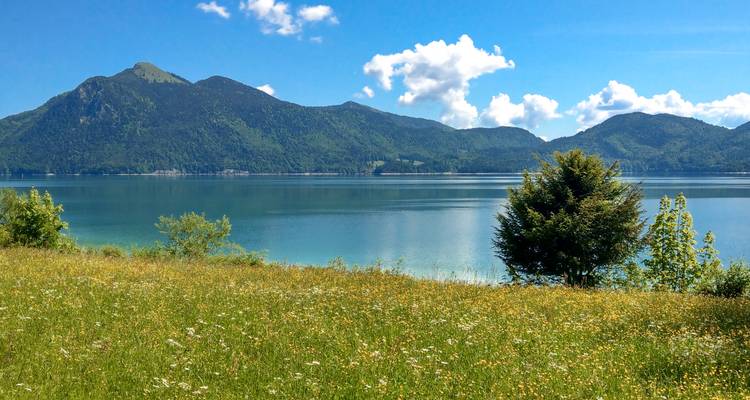 Wildblumenwiese fällt sanft zu einem ruhigen Alpensee mit bewaldeten Bergen dahinter ab.