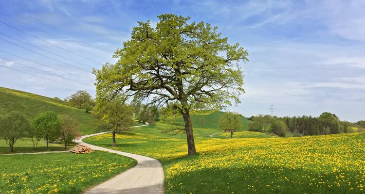 Gewundener Landweg durch sanfte Wiesen, die mit gelben Wildblumen bedeckt sind.