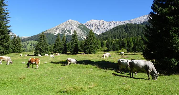 Des vaches qui broutent dans un pré de montagne.