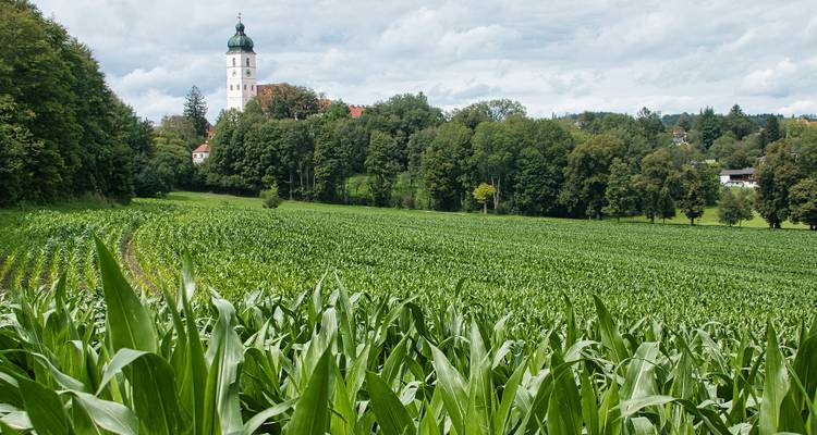 Field with trees and a tower in the background.