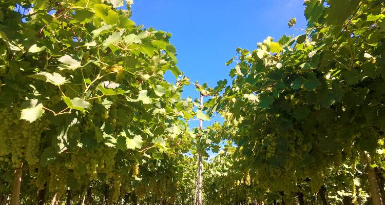 Nahaufnahme von Weinreben unter einem klaren blauen Himmel
