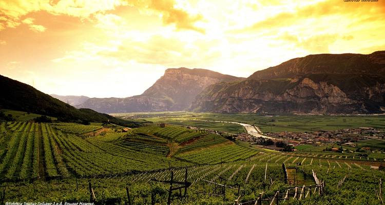 Golden hour light over expansive terraced vineyards in a mountain valley