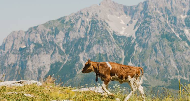 Kalb läuft auf einem Bergplateau mit Gipfeln dahinter.