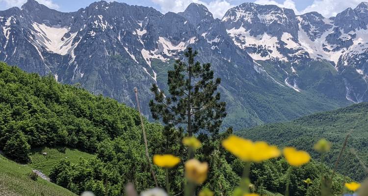 Berge mit Schneeflecken und grünem Tal, gelbe Blumen im Fokus.