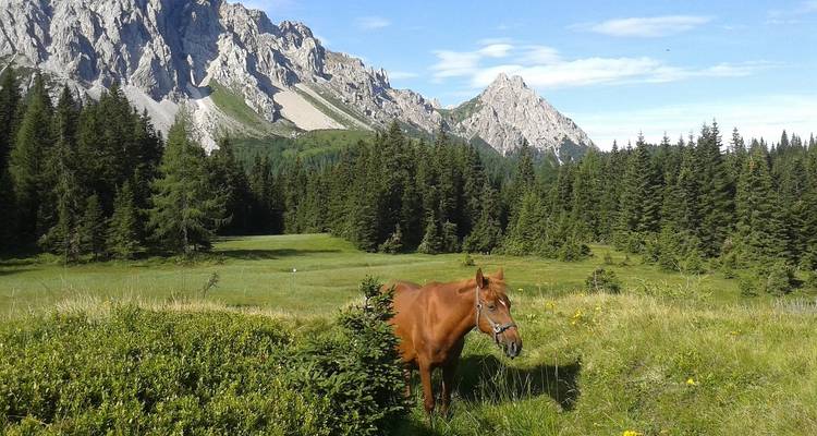Pferd, das auf einer grasbewachsenen Wiese mit Bergkulisse weidet.