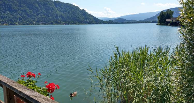 Ruhiger Alpensee mit kristallklarem blauem Wasser, entfernten bewaldeten Bergen und einer einzelnen Ente, die an Schilf und roten Blumen an einem sonnigen Tag schwimmt.
