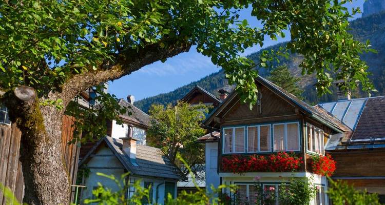 Une maison douillette avec des jardinières sous un grand arbre.