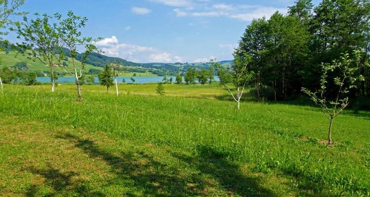 Paysage avec un champ et un lac en arrière-plan.