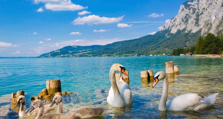 Swans with cygnets in a clear lake, with mountains and sky.