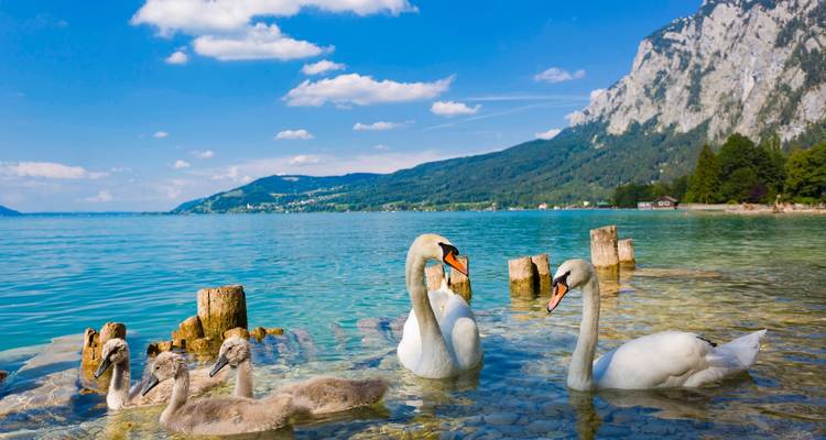 Swans and cygnets swimming in a lake with mountain scenery.