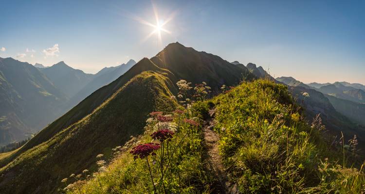 Crête de montagne avec coucher de soleil et fleurs sauvages.