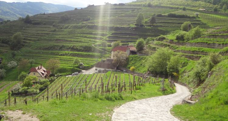 Steinpfad schlängelt sich bergab durch terrassierte grüne Weinberge an einem sonnenbeschienenen Hang.