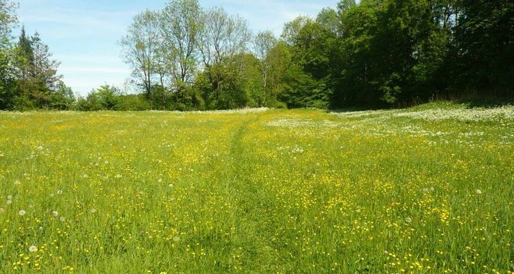 Weid weiland gevuld met gele wilde bloemen.