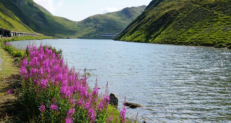 Lang alpien stuwmeer omgeven door steile groene hellingen met levendige roze wilde bloemen op de voorgrond.