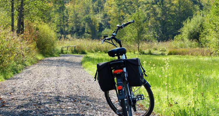 Vélo sur un sentier dans un parc verdoyant.