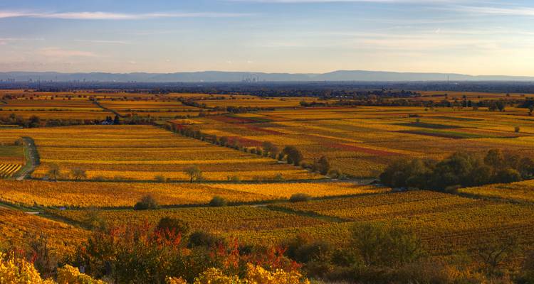 Champs automnaux s'étendant jusqu'à l'horizon avec une silhouette de ville au loin.