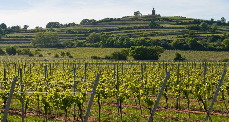 Paysage de vignoble avec des rangées de vignes.