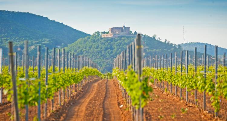 Ein Feldweg führt durch ordentliche Weinbergreihen zu einem kleinen Schloss auf einem grünen Hügel unter blauem Himmel.