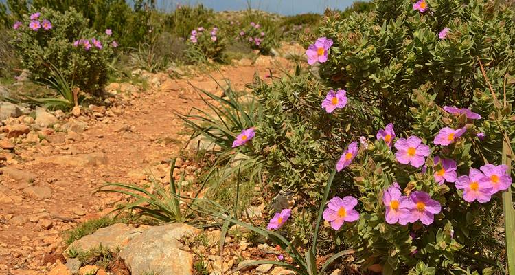 Un sentier bordé de fleurs sauvages en fleurs et de terrain rocheux.