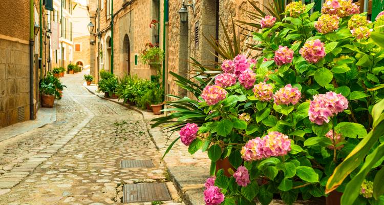 Une ruelle pavée ornée de fleurs luxuriantes en pot.