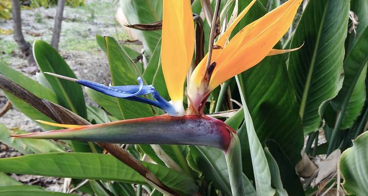 Close-up of a colorful tropical flower.