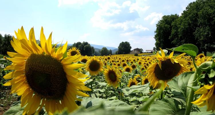 Veld met levendige zonnebloemen onder een blauwe hemel.