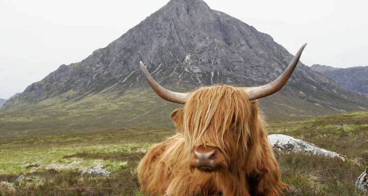 Eine Highland-Kuh, die liegt, mit einem Berg im Hintergrund.