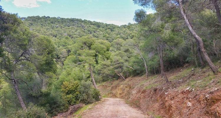 Un sentier de terre à travers une forêt avec une végétation dense.