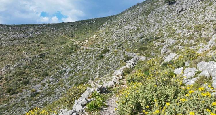 A rocky hillside trail with wildflowers.