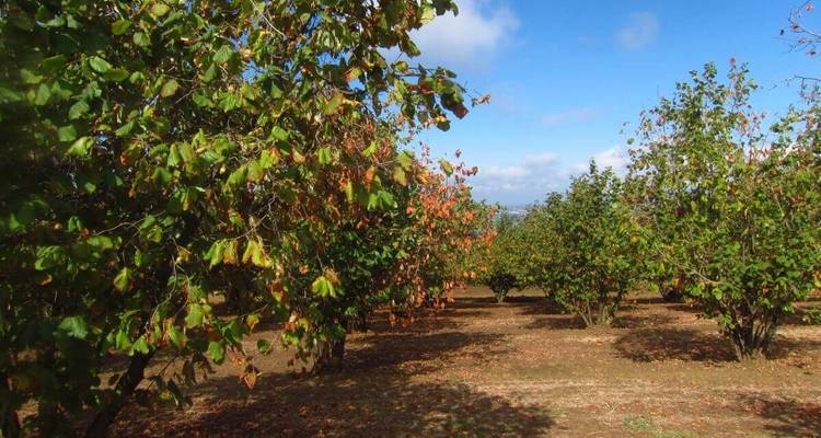 Verger aux feuilles couleur d'automne sous un ciel clair.