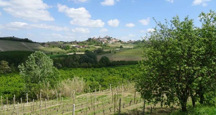 Paysage de vignoble vert avec un village au loin.