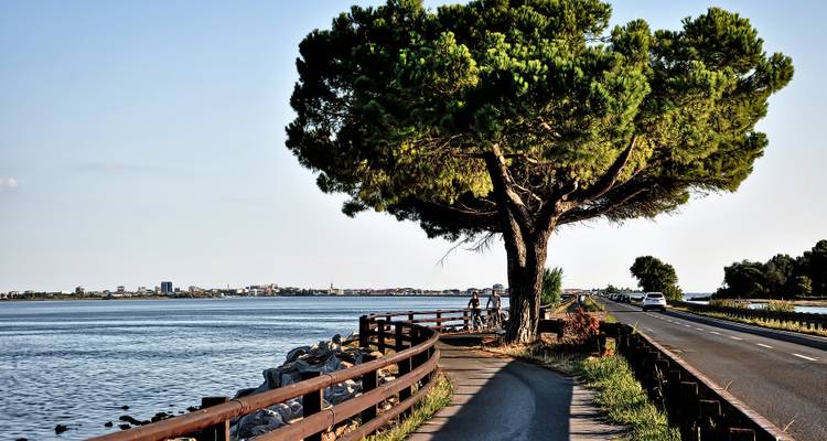 Radweg entlang einer Uferpromenade mit einem Baum und Blick auf eine Stadt am anderen Ufer.
