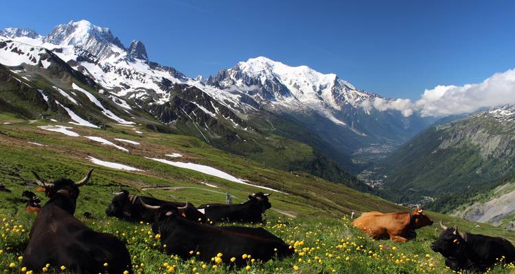 Herde von Kühen, die auf einem blumenreichen Alpenhang ruhen und auf das schneebedeckte Mont-Blanc-Massiv blicken.