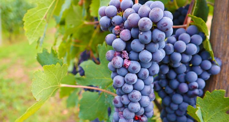 Primer plano de racimos de uvas moradas maduras colgando de una vid con hojas verdes.