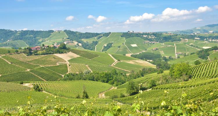 Large panorama de collines verdoyantes couvertes de vignobles sous un ciel bleu dégagé avec des nuages épars.