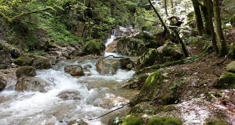 Kleiner Wasserfall, der durch einen Wald fließt.