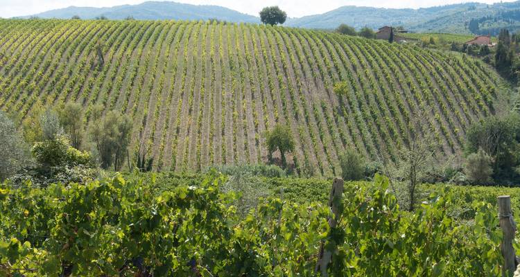 Weinberge erstreckten sich über sanfte Hügel in einer ländlichen Umgebung.