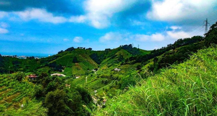 Sanfte Hügel mit üppigem Grün und Weinbergen unter blauem Himmel.