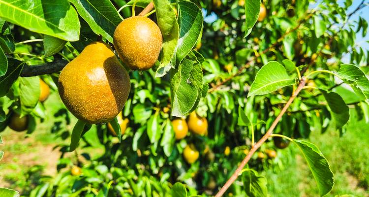Primer plano de peras maduras colgando de una rama de árbol en un huerto soleado.