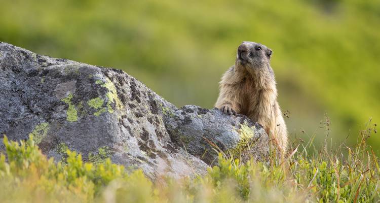 Marmotte assise près d'un rocher dans une zone montagneuse herbeuse.