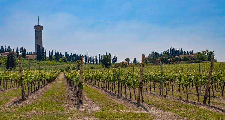 Hileras ordenadas de viñedos conducen hacia una torre histórica solitaria rodeada de cipreses bajo un cielo azul brumoso.