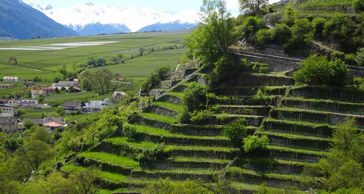 Viñedos verdes en terrazas que descienden en cascada por una ladera con montañas cubiertas de nieve al fondo.