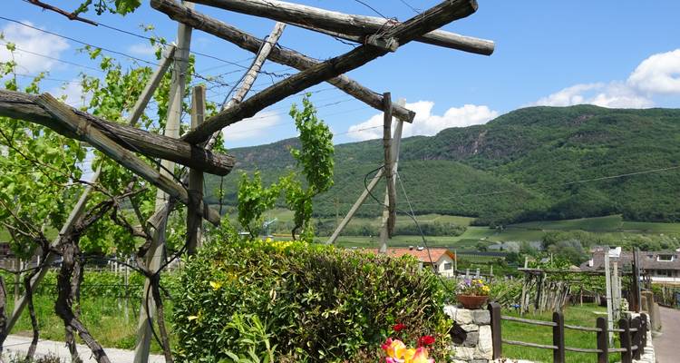 Una pérgola de madera sostiene vides jóvenes con vista a colinas verdes ondulantes y un pueblo.